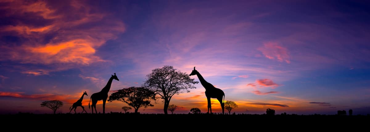 Do You Need Travel Vaccines for South Africa?